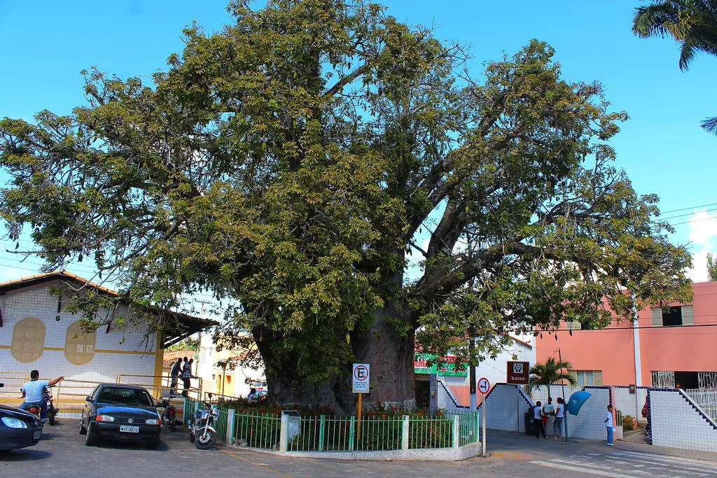 O Secular Baobá de Nísia Floresta